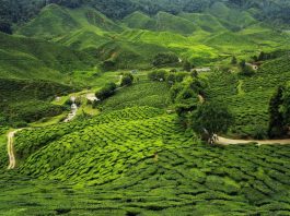 Give an Account of the Northern Plains of India! Point by Point